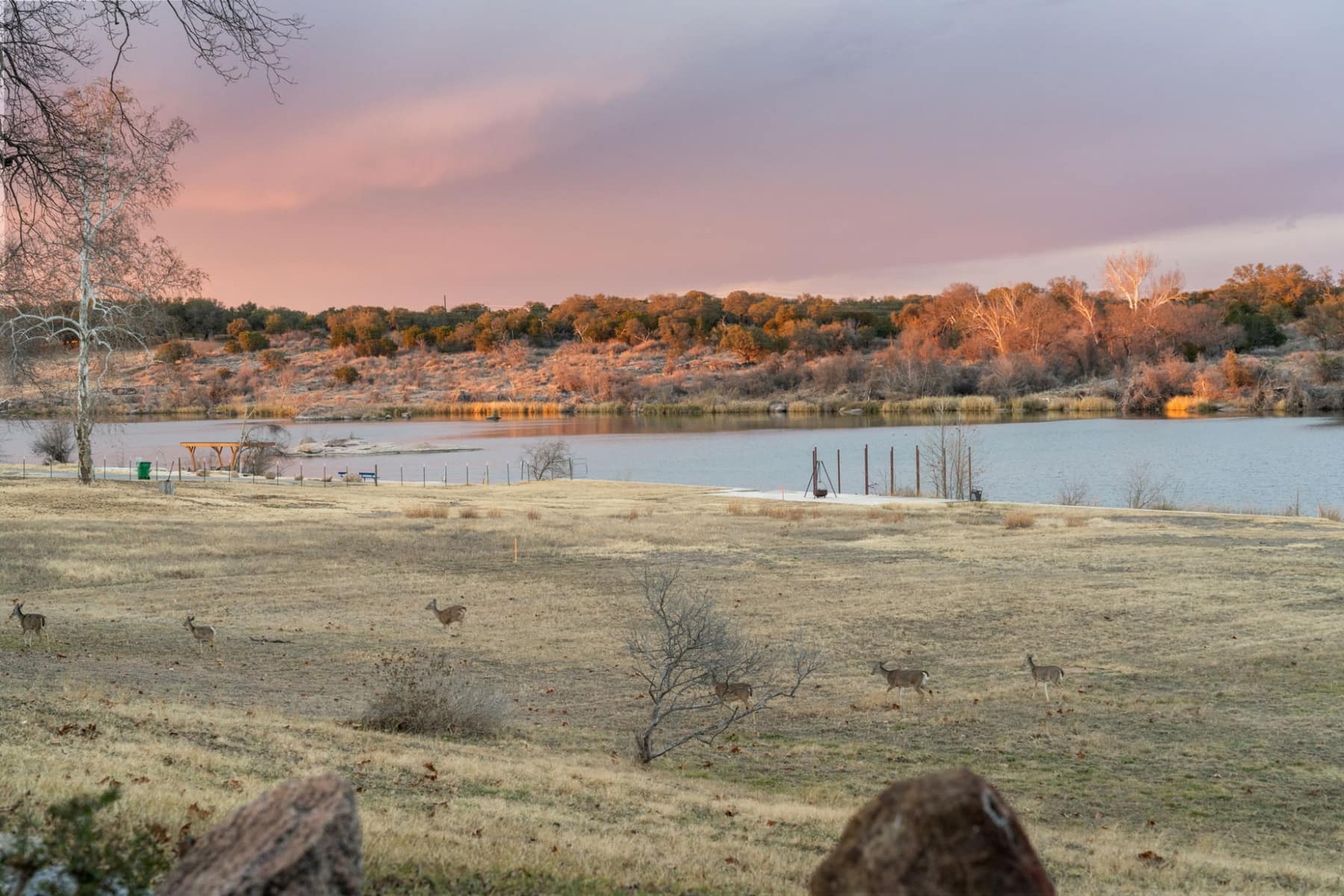 Deer in the field beside the lake under a pink sky